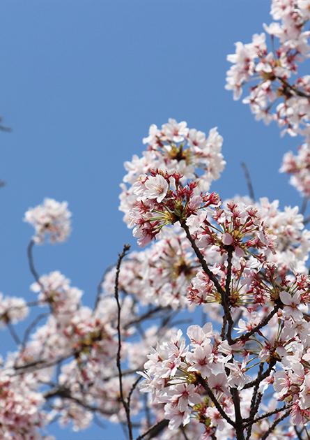 2026 동촌벚꽃예술제